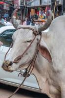 Cow at the street in Delhi photo