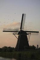 Starlings roosting on Dutch windmill