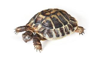 Hermann's tortoise photo