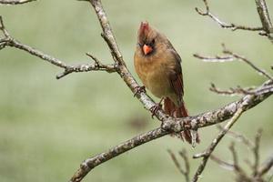 Female Cardinal behind frozen branches. photo