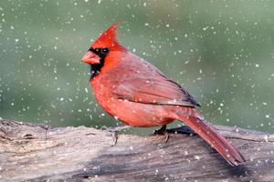 cardenal en una tormenta de nieve
