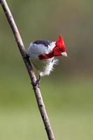 cardenal de cresta roja