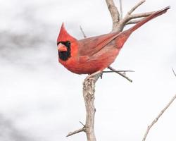 cardenal masculino