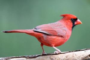Male Perching Cardinal photo