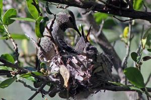 Colibrí hembra alimentando dos polluelos