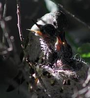 colibrí de anna hembra alimentando dos polluelos