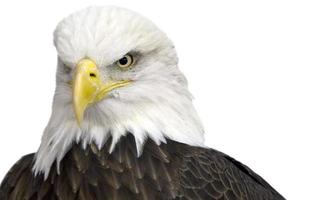 American Bald Eagle isolated on a white background. photo