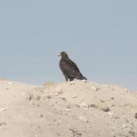 Golden eagle stood in the desert