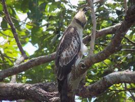 águila halcón crestado juvenil (cambiable) encaramado en un árbol foto