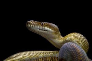 Moluccan Python/Morelia Clastolepis
