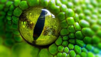 Green python (Morelia viridis). closeup of the eye