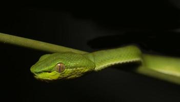 White-lipped Pitviper Snake photo