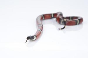 Milk Snake with white background photo