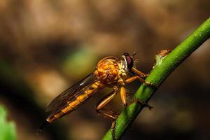 Robber fly photo