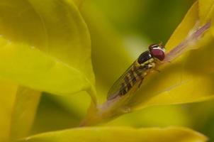 Horsefly in the garden photo