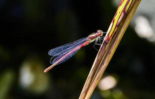 Red Damsel Fly photo
