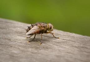 mosca australiana sentada en el pedazo de madera foto