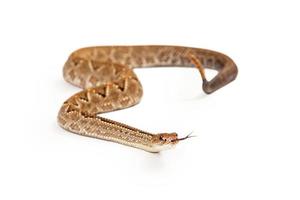 serpiente de cascabel de Aruba con lengua bífida