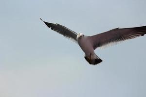 Flying black tailed gull.