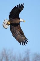 águila calva americana volando foto