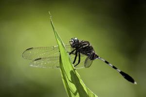 Dragonfly on a leaf photo