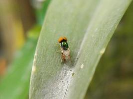 pequeña mosca en hojas verdes foto