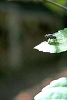 mosca na folha