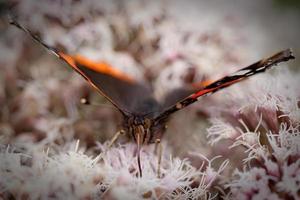 Red Admiral Butterfly. photo