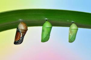 pupa of Plain Tiger Butterfly photo