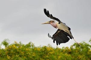 Marabou stork in flight