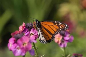 mariposa monarca alimentándose de flores rosadas foto