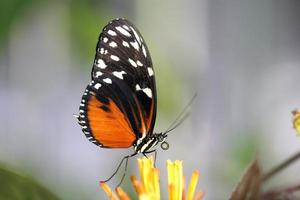 mariposa en una flor