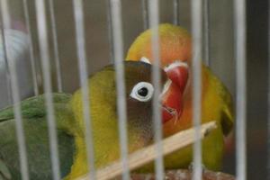 Parrots in a birdcage photo