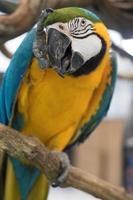 macaw parrot photo