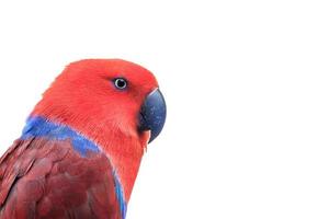 eclectus  red photo