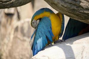 parrot shade photo