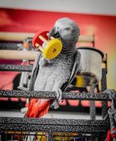 Grey parrot photo