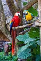 Macaws photo