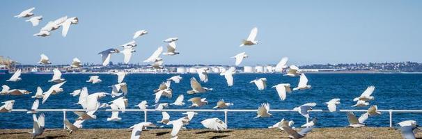 Flock of Little Corella Aloft at Botany Bay, NSW, Australia photo