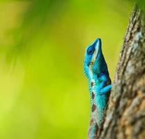 Blue iguana on tree branch