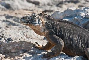 iguanas terrestres de Galápagos foto
