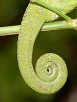 Chameleon Tail photo