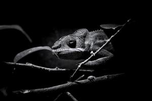 Panther Chameleon Furcifer Pardalis black / white photo
