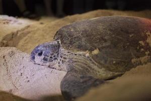 Turtle laying eggs. photo
