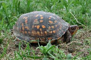 Box turtle just coming out of its shell photo