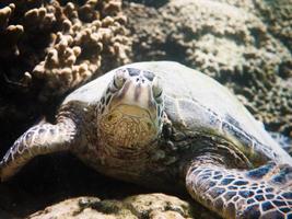 tortuga marina foto