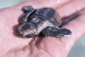 Baby leatherback sea turtle