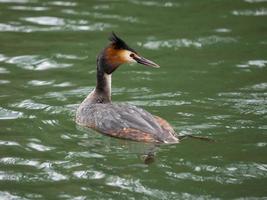 European great crested grebe