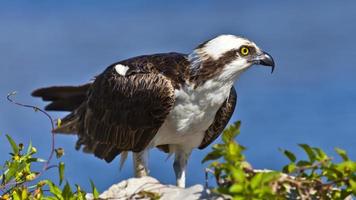 Osprey (Sea Hawk) perching, portrait