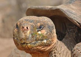 Giant Tortoise, Galapagos Islands, Ecuador photo